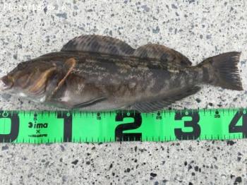 �����ʥ�