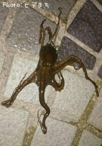 �ƥʥ�����