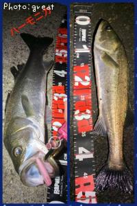 �����Х�