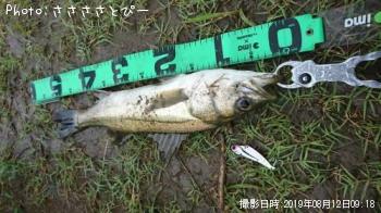 シーバス