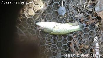 �֥�å��Х�