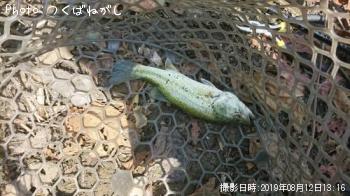 �֥�å��Х�