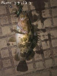 �٥å�������