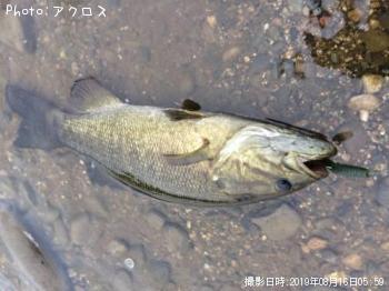 ���⡼��ޥ����Х�