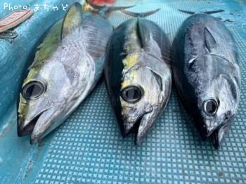 ¥ß¡¼¥·¥Ó¡Ú¥á¥Ð¥Á¥Þ¥°¥í¡Û