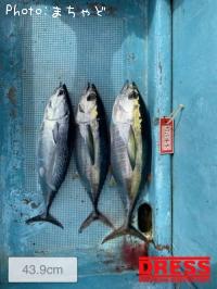 ¥ß¡¼¥·¥Ó¡Ú¥á¥Ð¥Á¥Þ¥°¥í¡Û