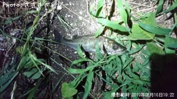 �����Х��������