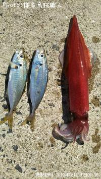 ¥±¥ó¥µ¥¥¤¥«¡¢¥¢¥¸