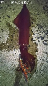 ¥±¥ó¥µ¥¥¤¥«¡¢¥¢¥¸