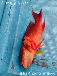 �ʥ����塼�ߡ��Х��ڥ������Х�ϥ���