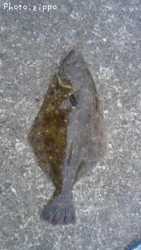 ¥Ò¥é¥á¡Ê¥½¥²¡Ë