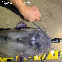 ����ꥫ�ʥޥ�