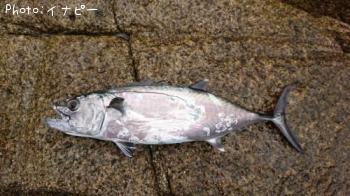 �����ޥ���