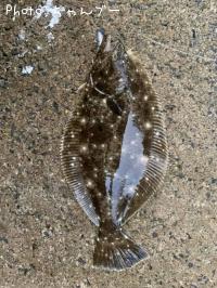 ¥Ò¥é¥á¡Ê¥½¥²¡Ë