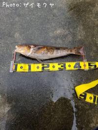 �����ʥ�