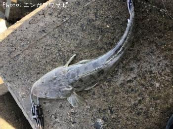 �ޥ���