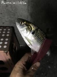 ���Υ���