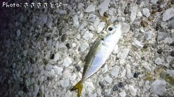 �����������Х�