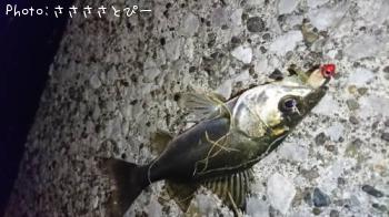 �����������Х�