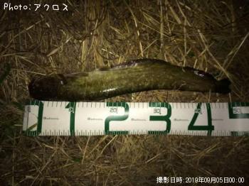 �ޥʥޥ�