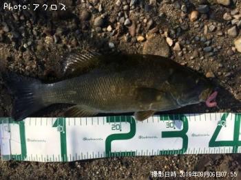 ���⡼��ޥ����Х�