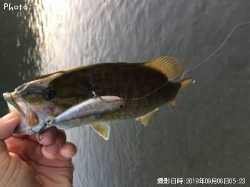 ���⡼��ޥ����Х�