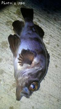 ��Х�
