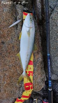 ʿ���ʥҥ饴��