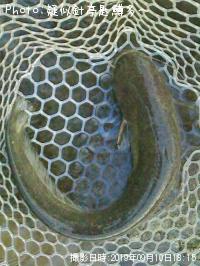 �ʥޥ�����