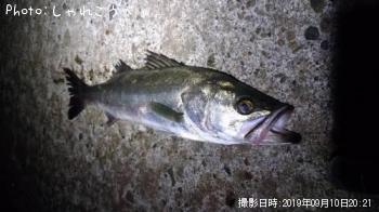 �����Х�