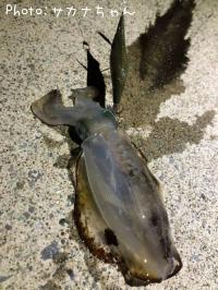 �����ꥤ��