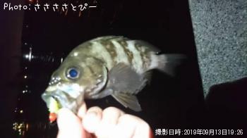 ¥á¥Ð¥ë¡õ¥à¥é¥½¥¤¡õ¥¢¥¸