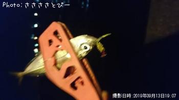 ¥á¥Ð¥ë¡õ¥à¥é¥½¥¤¡õ¥¢¥¸