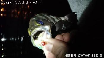 ¥á¥Ð¥ë¡õ¥à¥é¥½¥¤¡õ¥¢¥¸