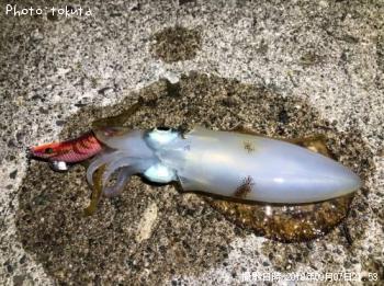 ¥¢¥ª¥ê¥¤¥«