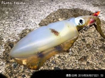 ¥¢¥ª¥ê¥¤¥«