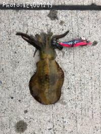 ¥¢¥ª¥ê¥¤¥«