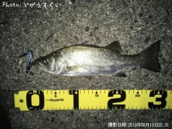 �����Х��ʥҥ饻������