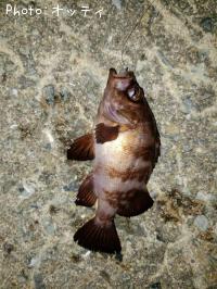 ��Х�