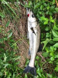 �����Х�