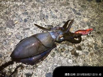 �����ꥤ��