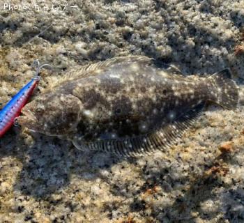 �ҥ��ʥ�����