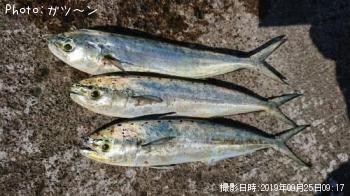 ������ʥڥ�ڥ��