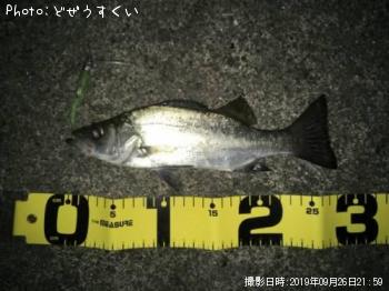 �����Х��ʥҥ饻������