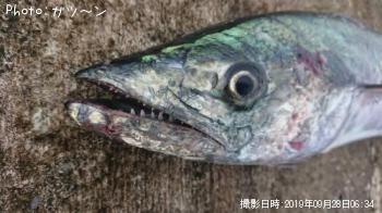 ¥µ¥ï¥é