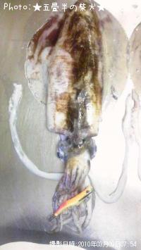 ¥¢¥ª¥ê¥¤¥«