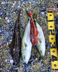 イナダ&マゴチ&ホウボウ