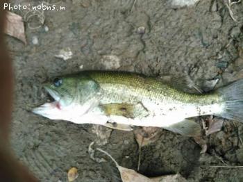 �֥�å��Х�