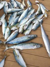 ���ʥ���������������顡�����Х�