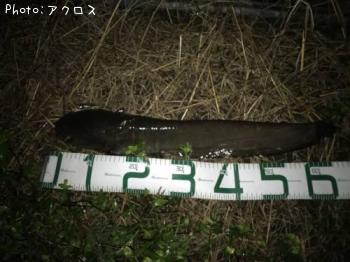 �ޥʥޥ�